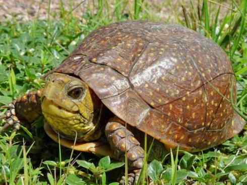 玄武：传说的兽原型探秘（鳄龟）