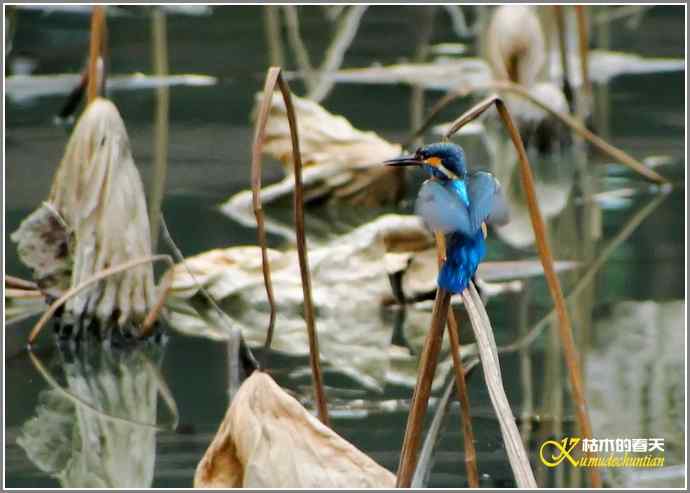 印象翠鸟【照片】
