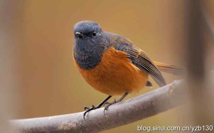 追踪了几个小时的密林精灵鈥斺斃抖詈煳拆叮ㄗ橥迹