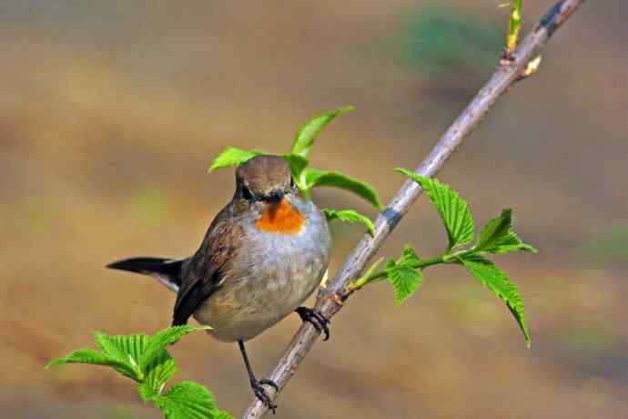 雄性红喉姬鹟（8）