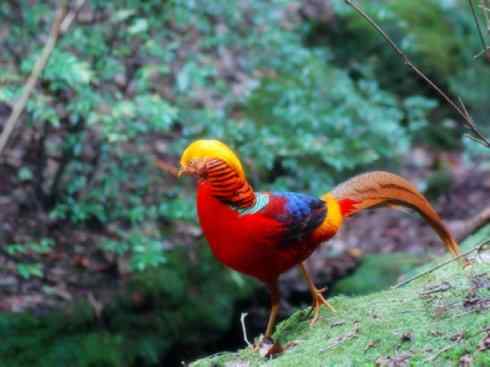 凤凰：传说中的鸟原型探秘（锦鸡）