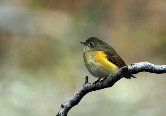 雌性红胁蓝尾鸲（12）