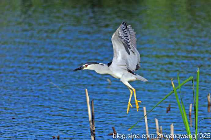 寻鱼的夜鹭（6）
