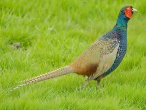 家禽驯化之源之五