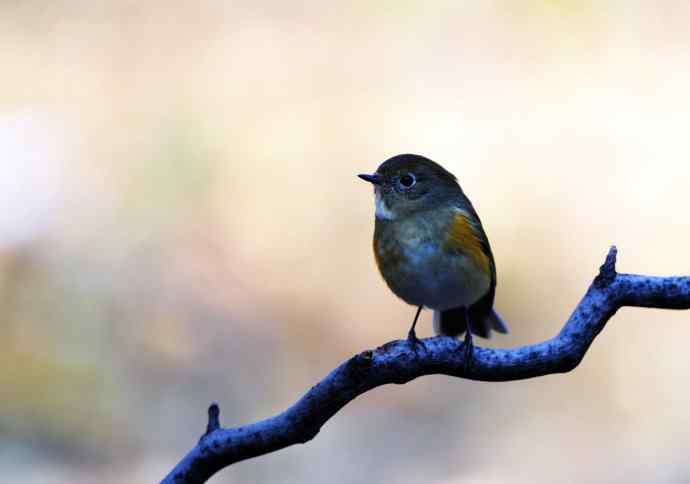 雌性红胁蓝尾鸲(13) 雌性红胁蓝尾鸲(13)