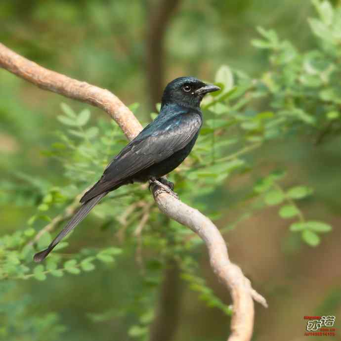 北京长沟湿地&nbsp;wbr路&nbsp;wbr黑卷尾