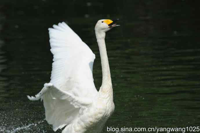 舞（天鹅之舞）