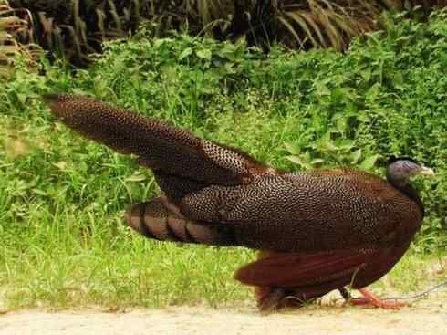 凤凰:传说中的鸟原型探秘(大眼斑雉) 凤凰:传说中的鸟原型探秘(大眼斑雉)