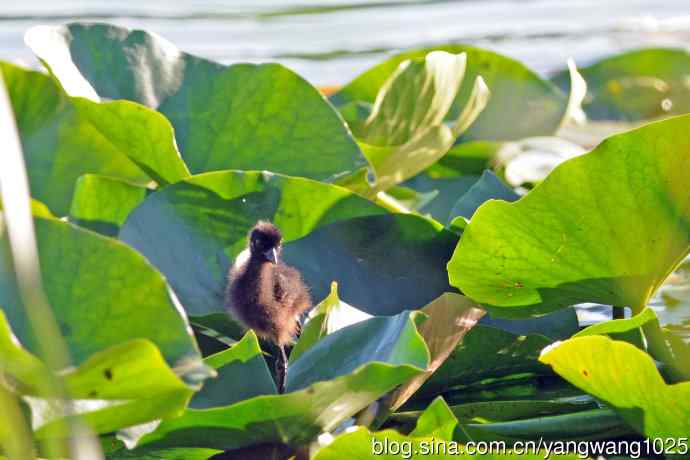 北京龙潭西湖公园的鸟类——白胸苦恶鸟宝宝出窝了（3）