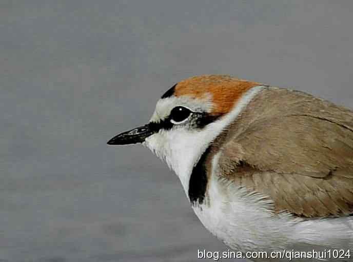 野鸭湖新拍小鸟.环颈鸻