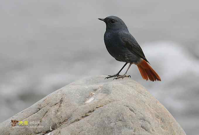 父爱如山：实拍红尾水鸲和它的四个宝宝们