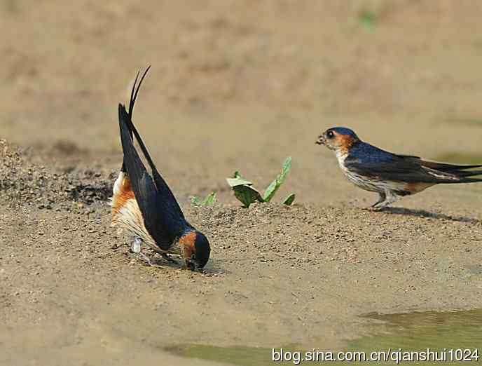 小燕子,穿花衣(金腰燕)