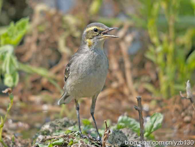 深港拍鸟新纪录（14）鈥斺敾汽n鸰（组图）