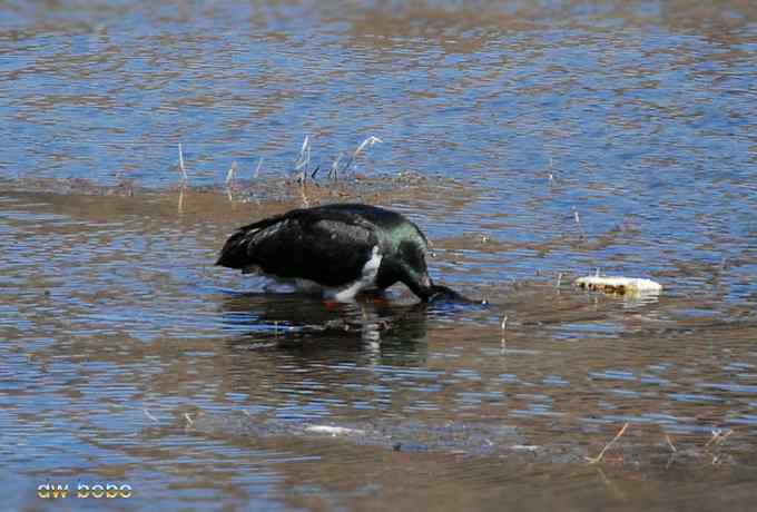 十渡观赏黑鹳捕鱼