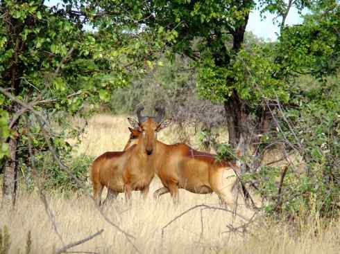 麒麟：传说的兽原型探秘（狷羚）