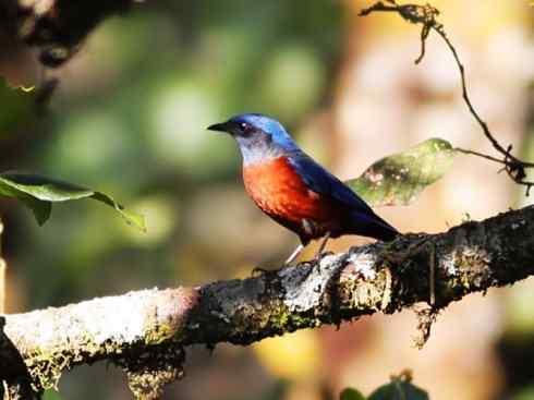 美丽无罪:雀鸟之矶鸫 美丽无罪:雀鸟之矶鸫