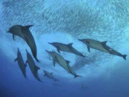 自然奇观:动物大迁徙(沙丁鱼) 自然奇观:动物大迁徙(沙丁鱼)