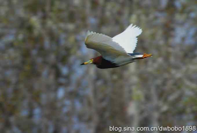 沙河云光水色鸟影