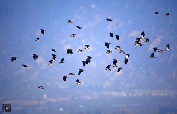 一组野鸭湖的鸻(heng)鹬(yu)类鸟
