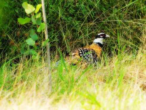 家禽驯化之源之八