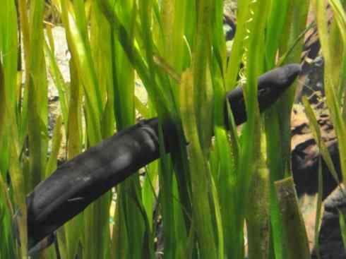 鱼类活化石：美洲肺鱼