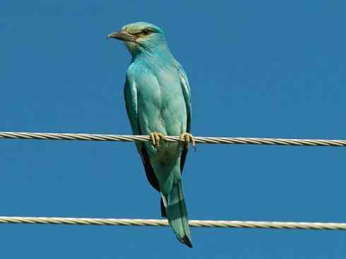 绝色攀禽：佛法僧目之佛法僧