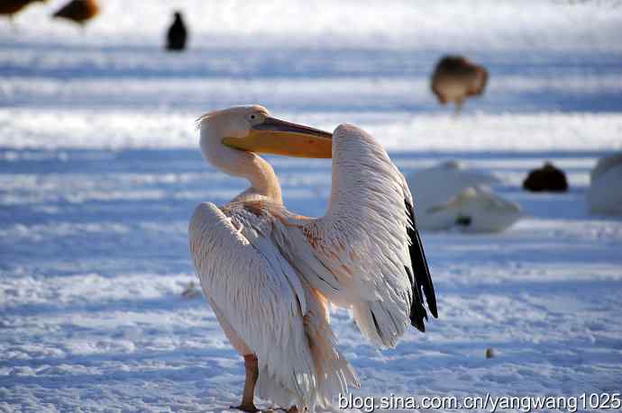 春雪之后（鹈鹕）