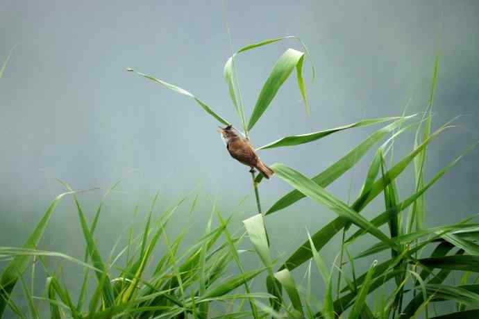 大苇莺整天唱不停