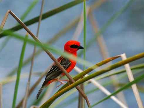 极品红色鸟类:红艳织雀 极品红色鸟类:红艳织雀