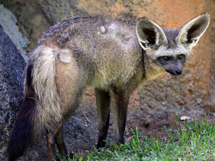 犬科：狐亚科之大耳狐