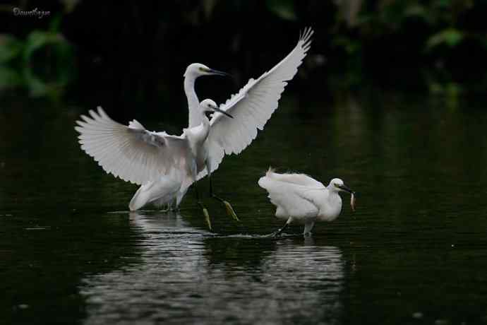 白鹭弄清影 wbr翩跹在河边
