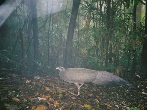 凤凰:传说中的鸟原型探秘(大眼斑雉) 凤凰:传说中的鸟原型探秘(大眼斑雉)