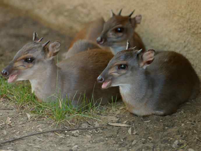盘点十二大著名食蚁动物：土豚