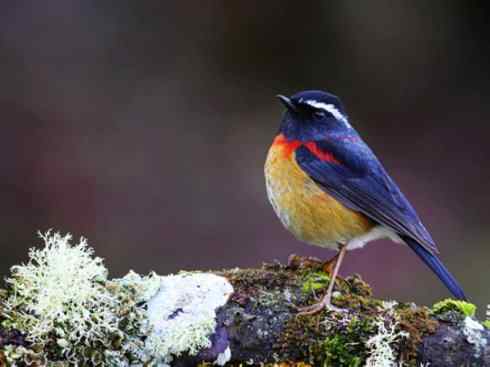 美丽无罪：雀鸟之林鸲