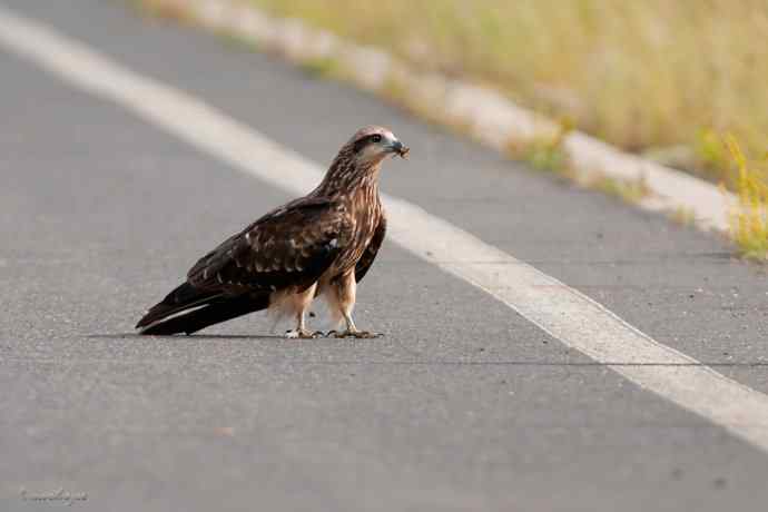 马路天使黑耳鳶