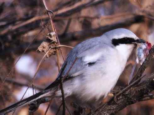 美丽无罪：雀鸟之丛伯劳