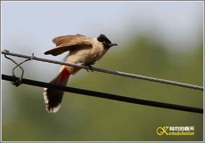 记录版：长尾山椒鸟【照片】