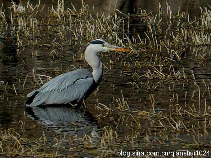苍鹭抓鱼记(十渡)