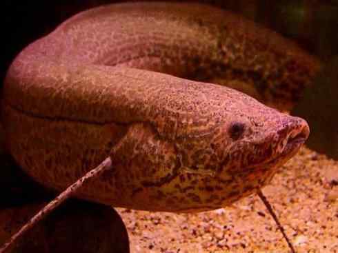 鱼类活化石：非洲肺鱼