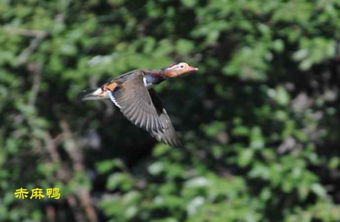 八月十六（杂片）