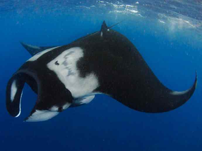 鱼类活化石：锯鳐