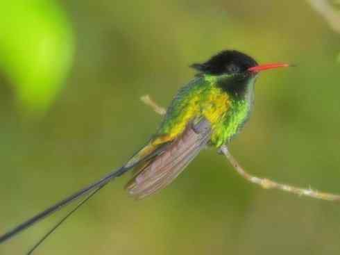 绝色攀禽：佛法僧目