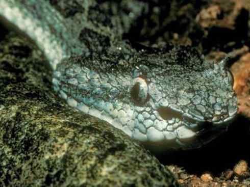 龙:传说的兽原型探秘(蝮蛇类) 龙:传说的兽原型探秘(蝮蛇类)