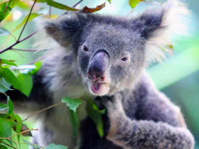 盘点十二大著名食蚁动物：袋食蚁兽