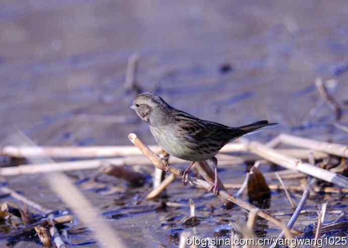 雌性灰头鹀（4）