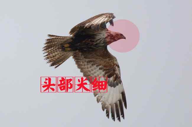 大鵟 猛禽大全——中国东部地区27种迁徙类猛禽辨识