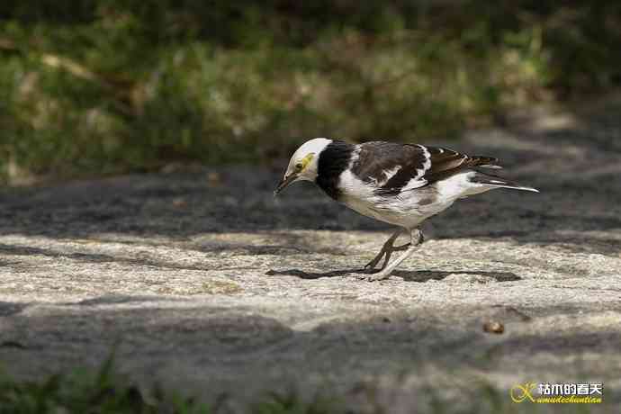 厦门的鈥湶四疋濃斺敽诹扉Ｄ