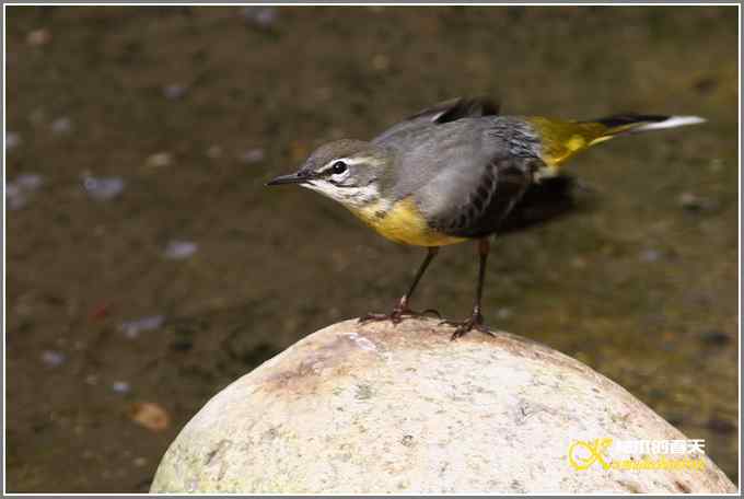 灰鹡鸰的沐浴秀【照片】