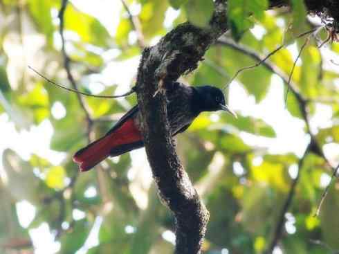 美丽无罪:雀鸟之朱鹂 美丽无罪:雀鸟之朱鹂