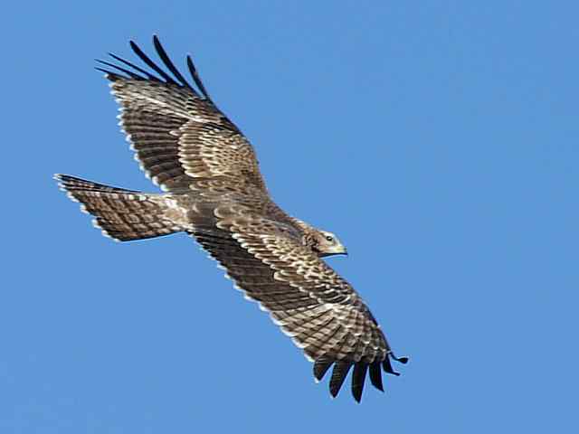 望京楼观赏猛禽迁徙